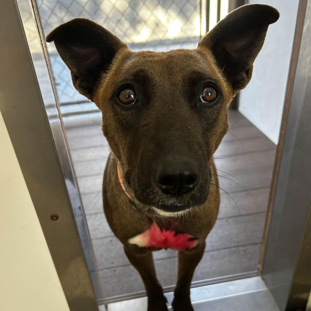 Sinatra, a Adoptable mixed breed in Yucaipa, CA image 3/5