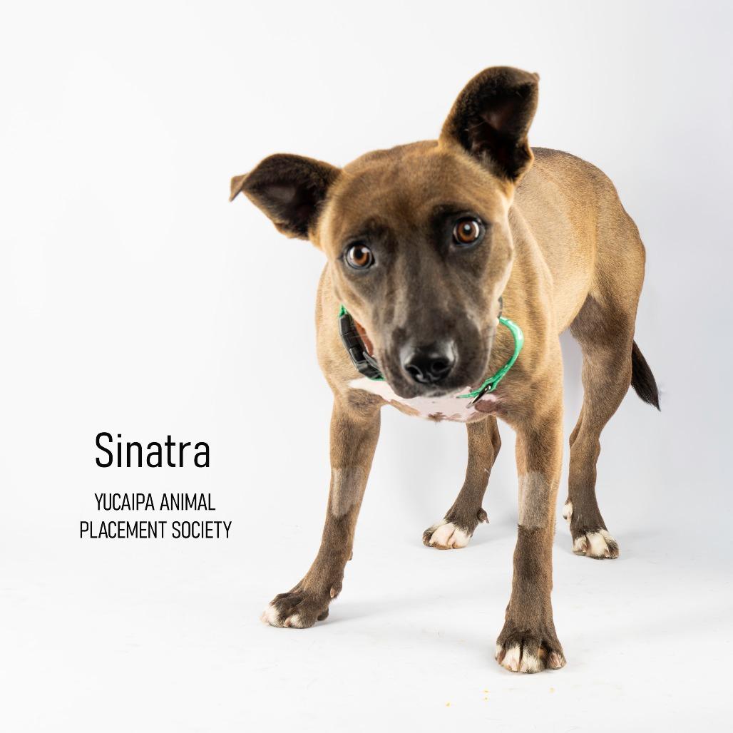 Sinatra, a Adoptable mixed breed in Yucaipa, CA image 4/5