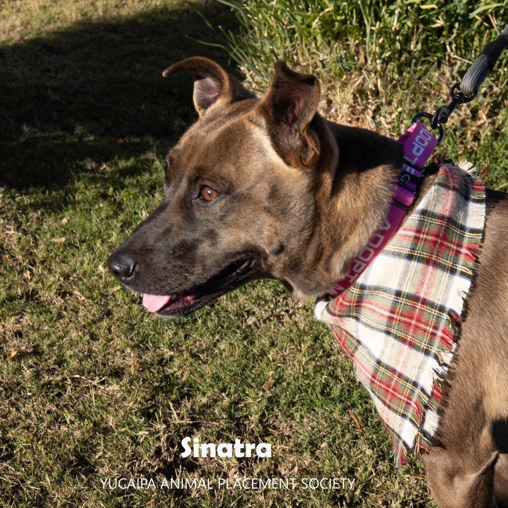 Sinatra, a Adoptable mixed breed in Yucaipa, CA image 5/5