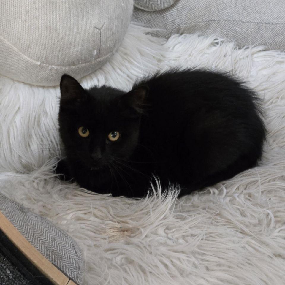 Enlarge Binx, a Adoptable Domestic Short Hair in Wantagh, NY image 2/2