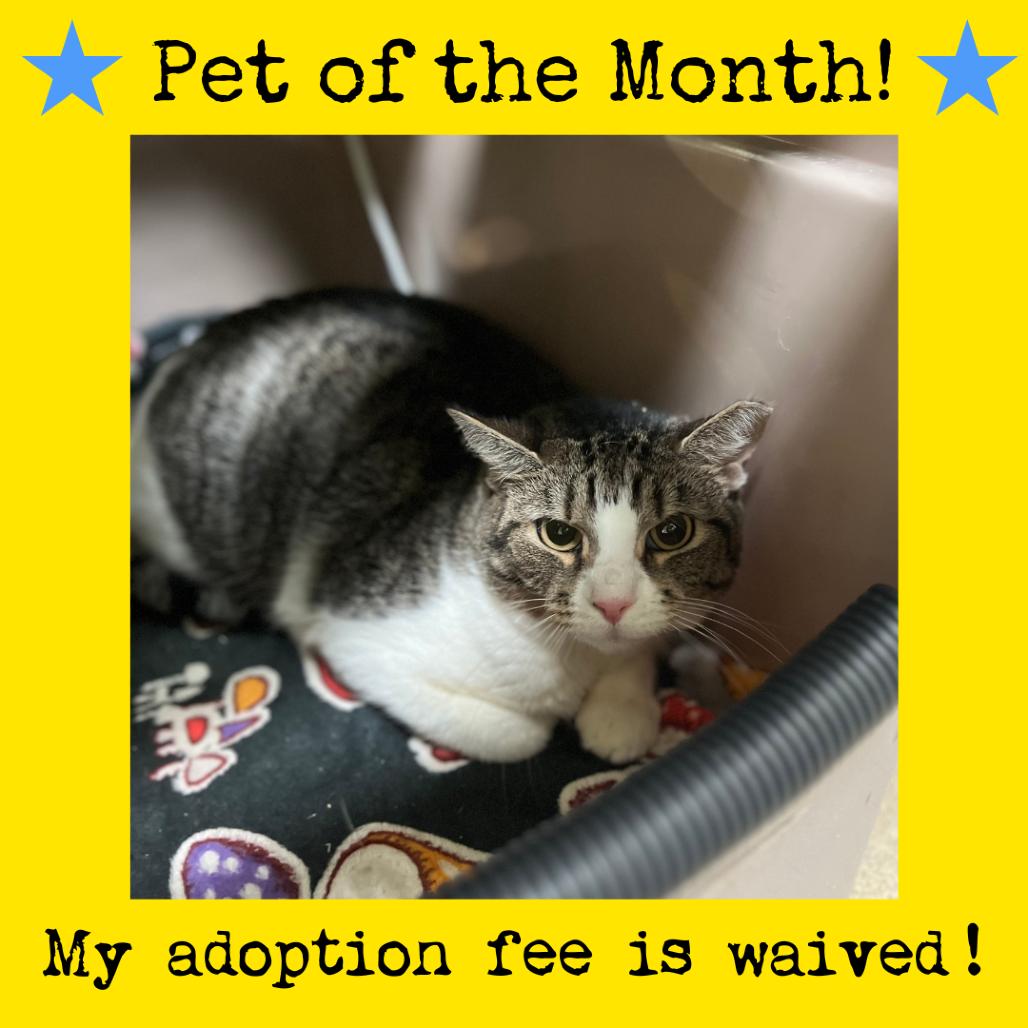 Dolly Parton — thumbnail 2