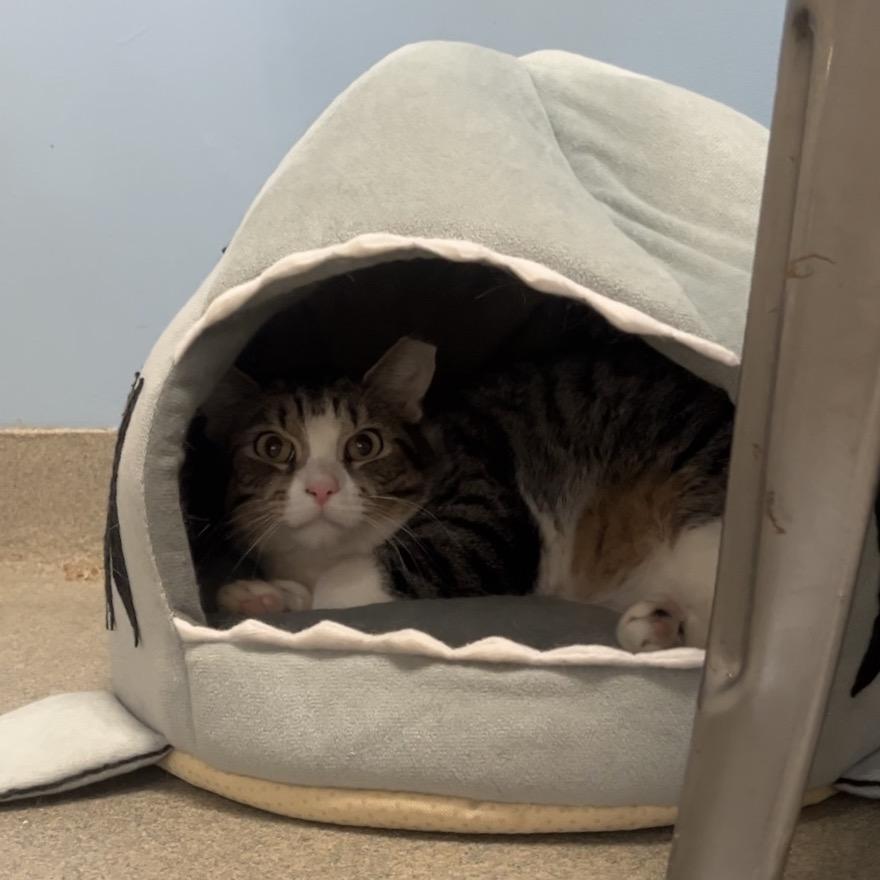 Dolly Parton — thumbnail 3