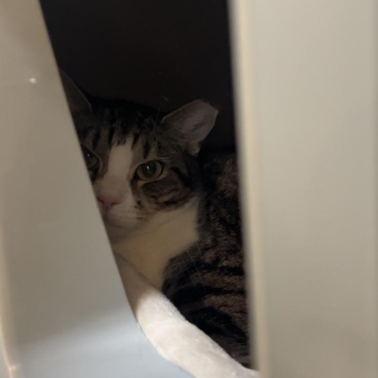 Dolly Parton — thumbnail 5