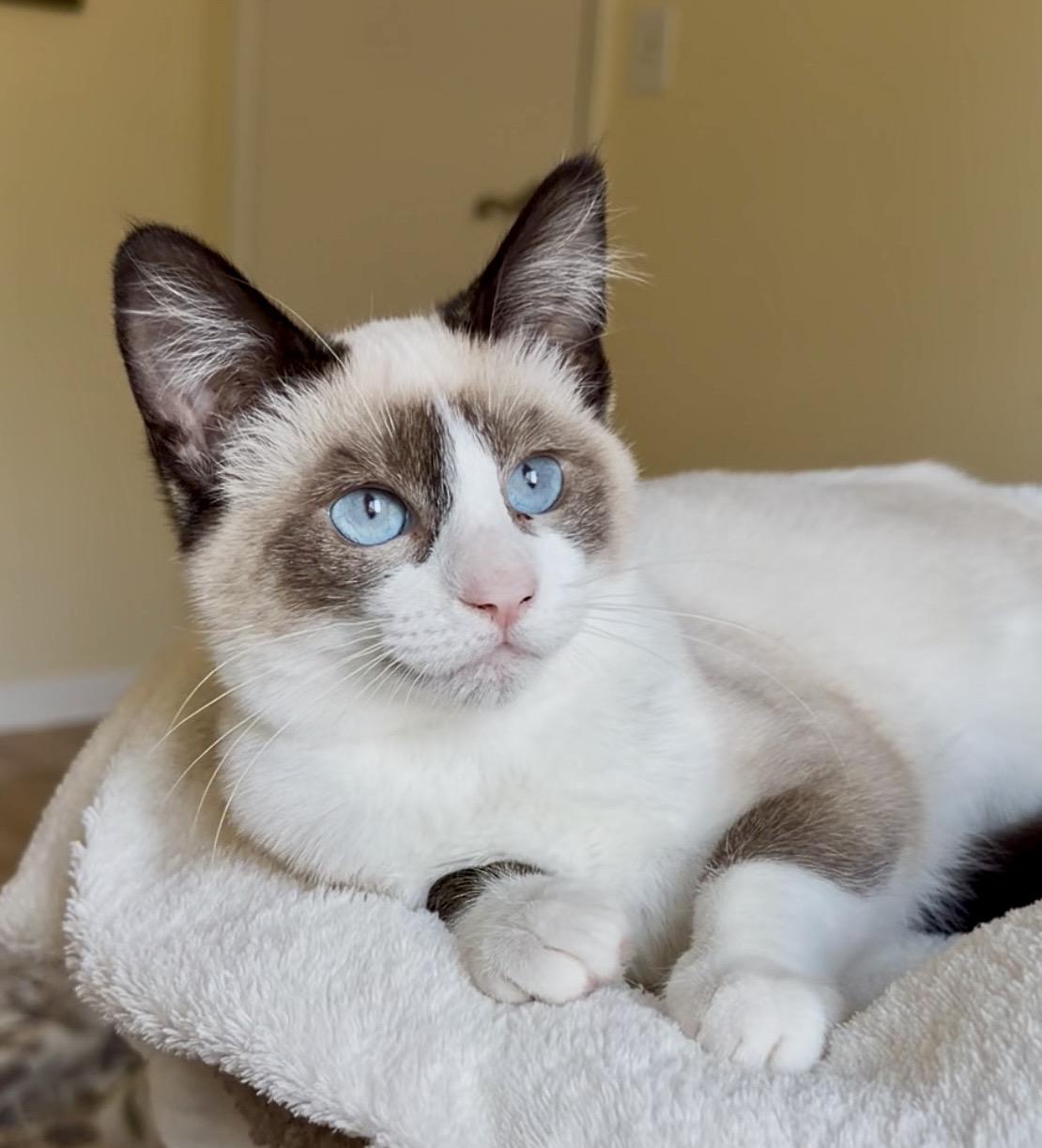 Enlarge Millie, a ADOPTABLE Siamese in San Rafael, CA image 1/6