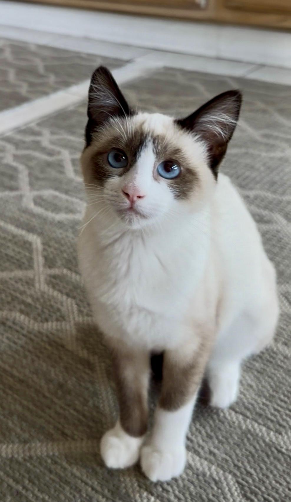 Enlarge Millie, a ADOPTABLE Siamese in San Rafael, CA image 6/6
