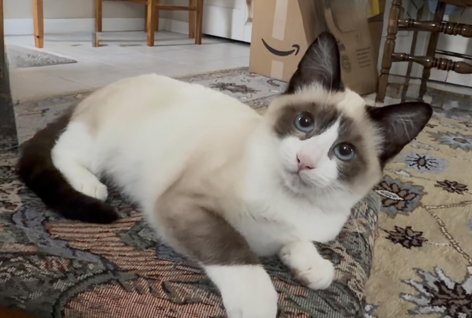 Enlarge Millie, a ADOPTABLE Siamese in San Rafael, CA image 5/6