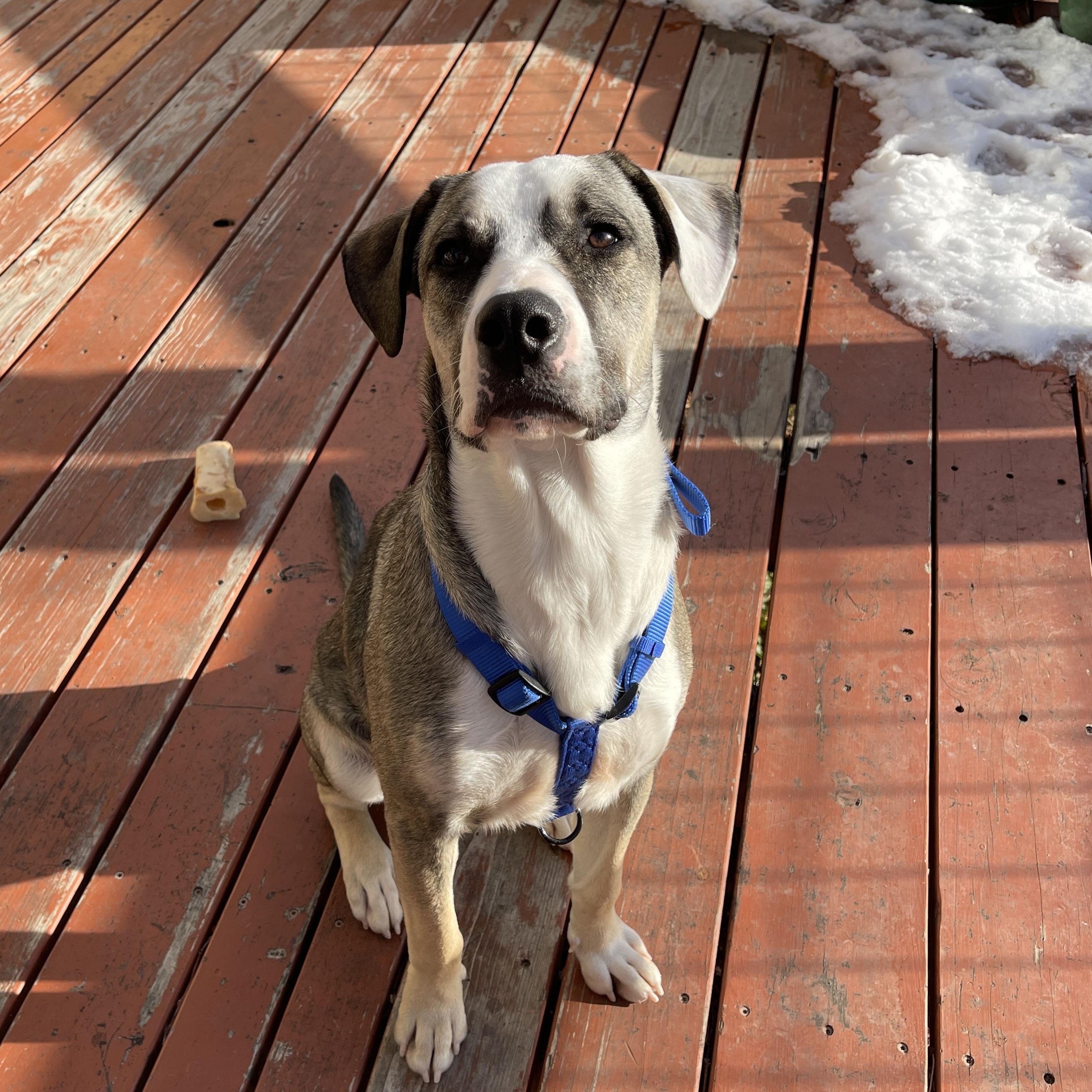Enlarge Zeek, an adopted mixed breed in Commerce City, CO image 1/6