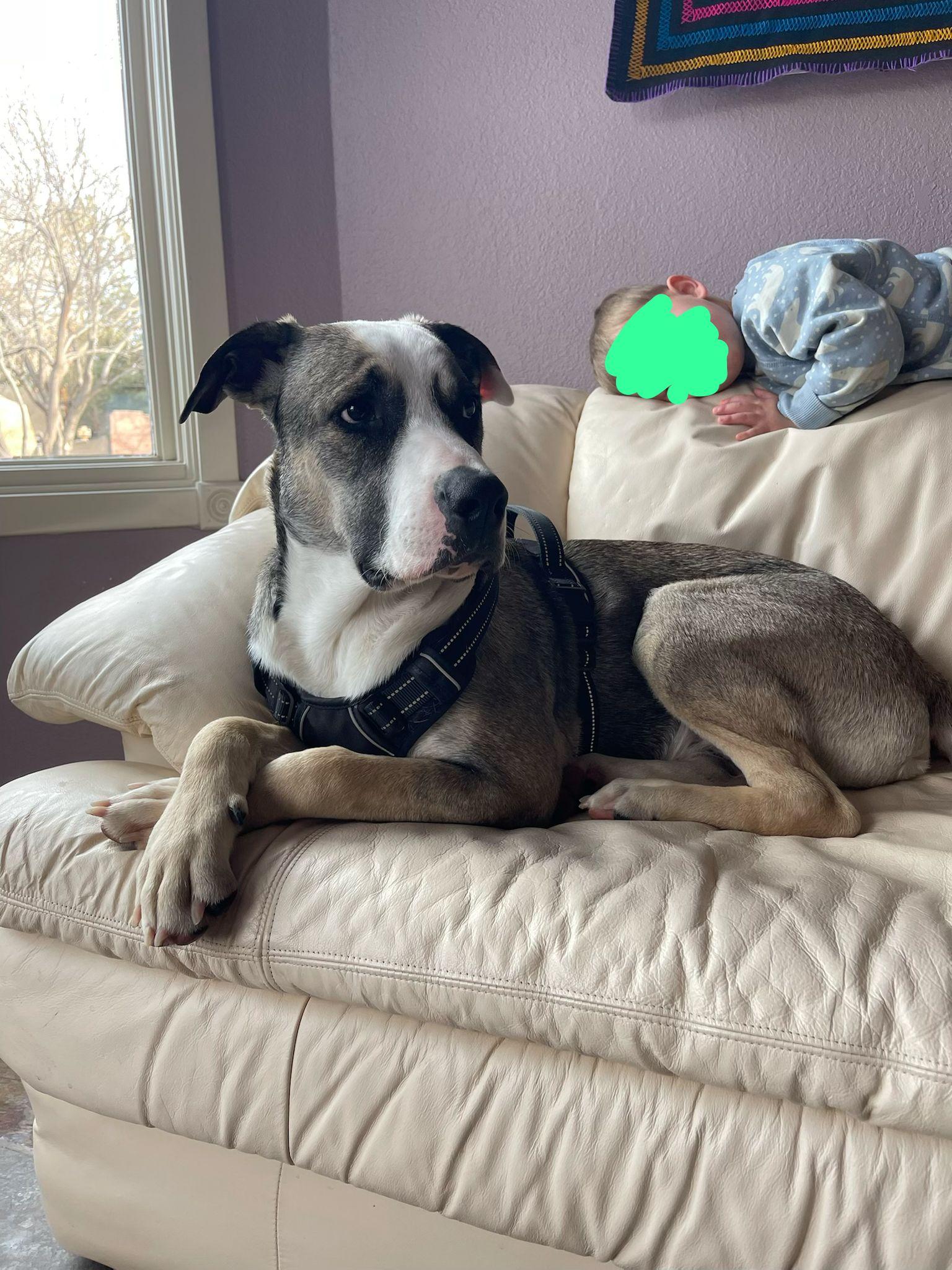 Enlarge Zeek, an adopted mixed breed in Commerce City, CO image 2/6