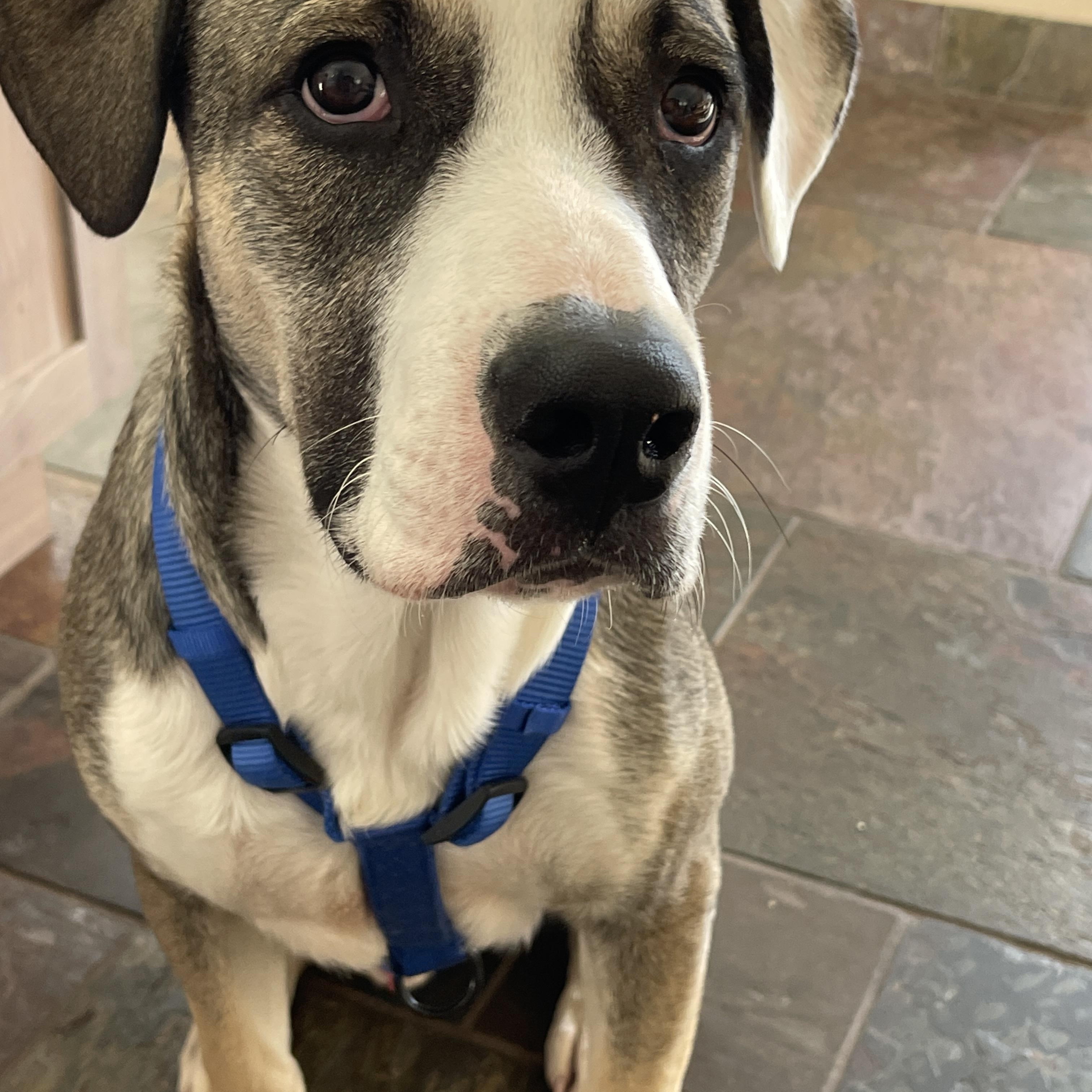 Enlarge Zeek, an adopted mixed breed in Commerce City, CO image 5/6