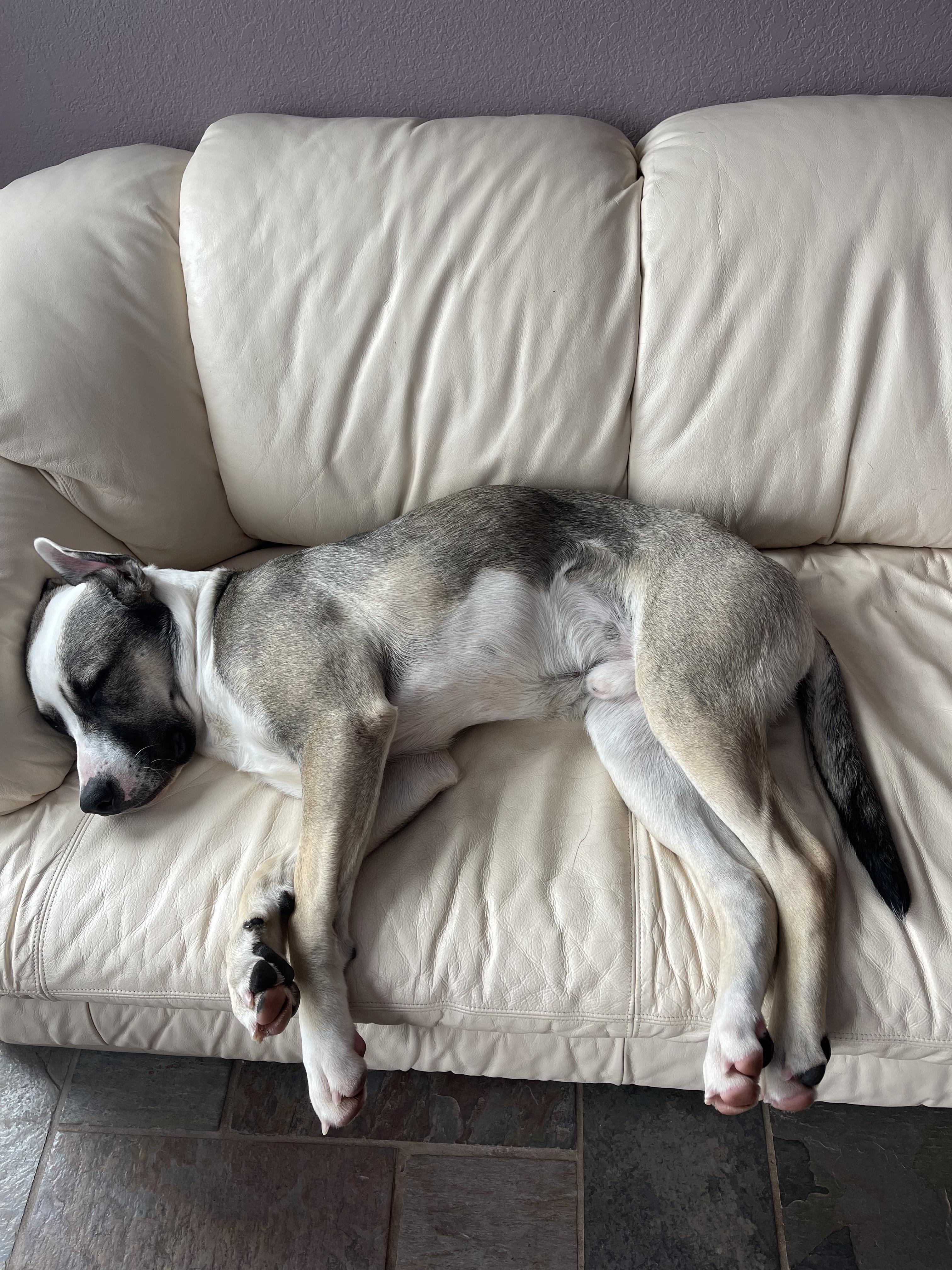 Enlarge Zeek, an adopted mixed breed in Commerce City, CO image 4/6