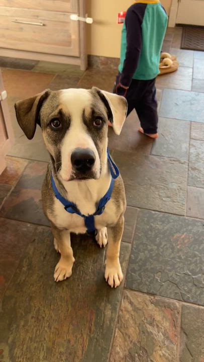 Enlarge Zeek, an adopted mixed breed in Commerce City, CO video 6/6