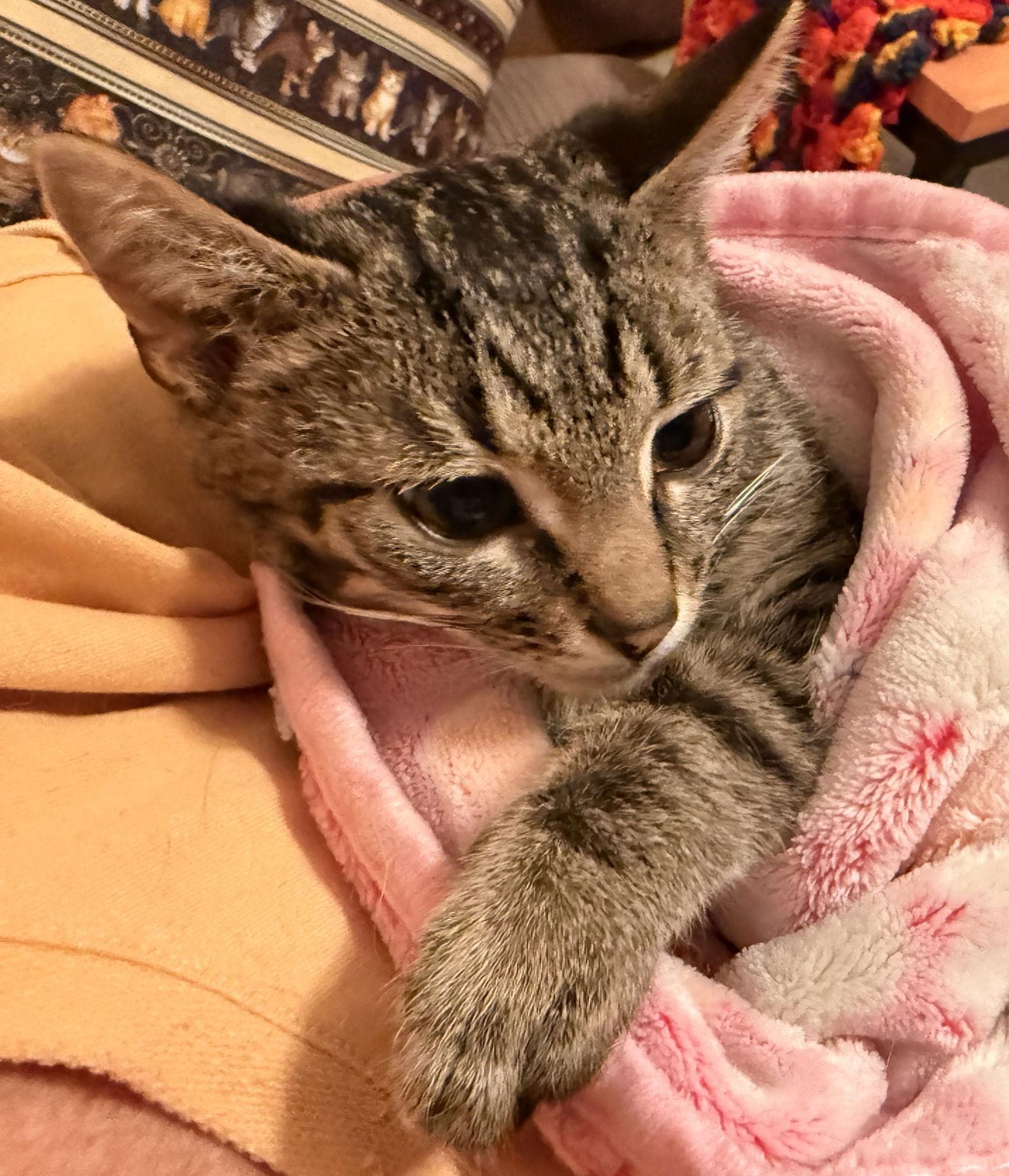 Grill, Adopted, Kitten Male Domestic Short Hair.