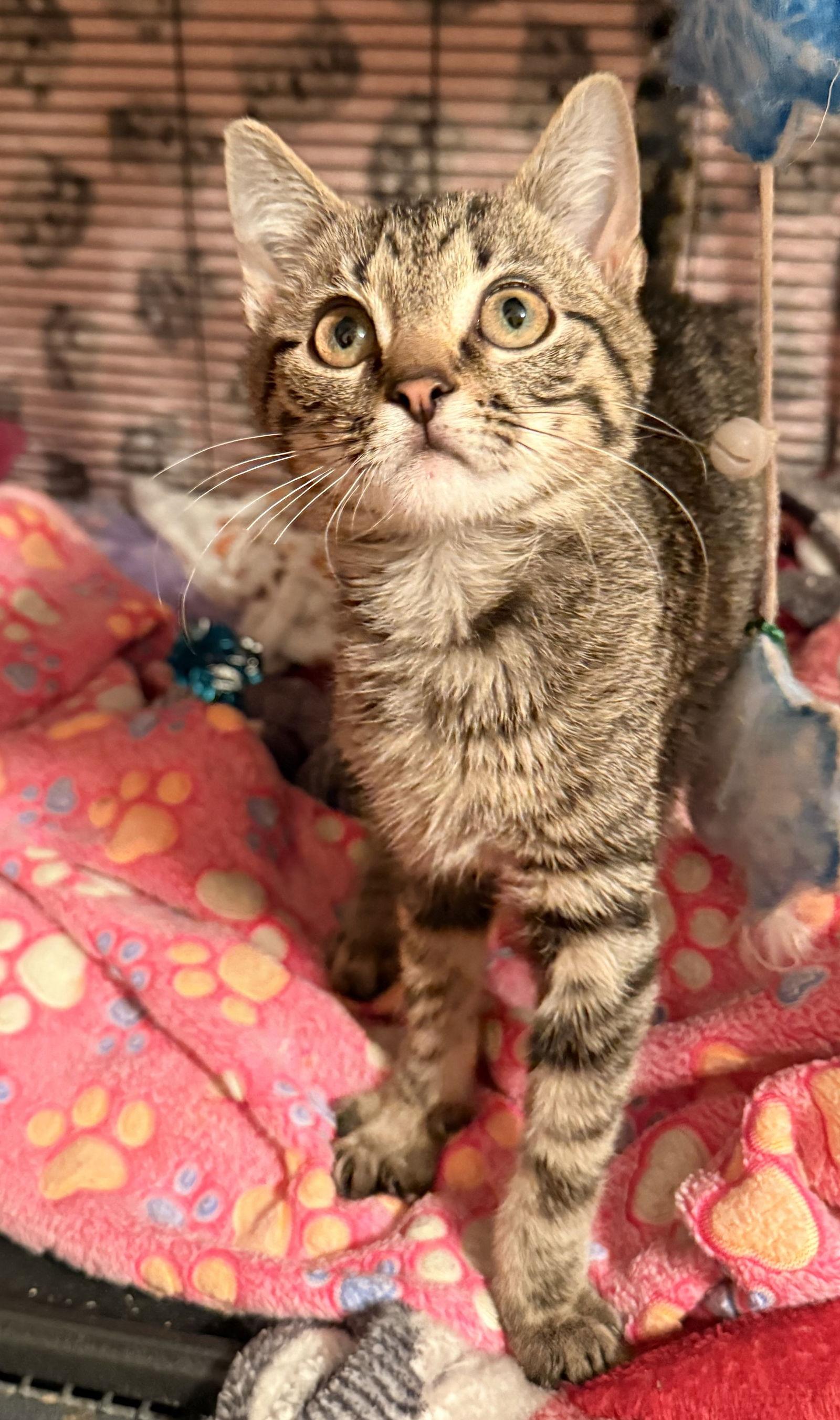 Enlarge Grill, a Adopted Domestic Short Hair in Brook Park, OH image 2/3