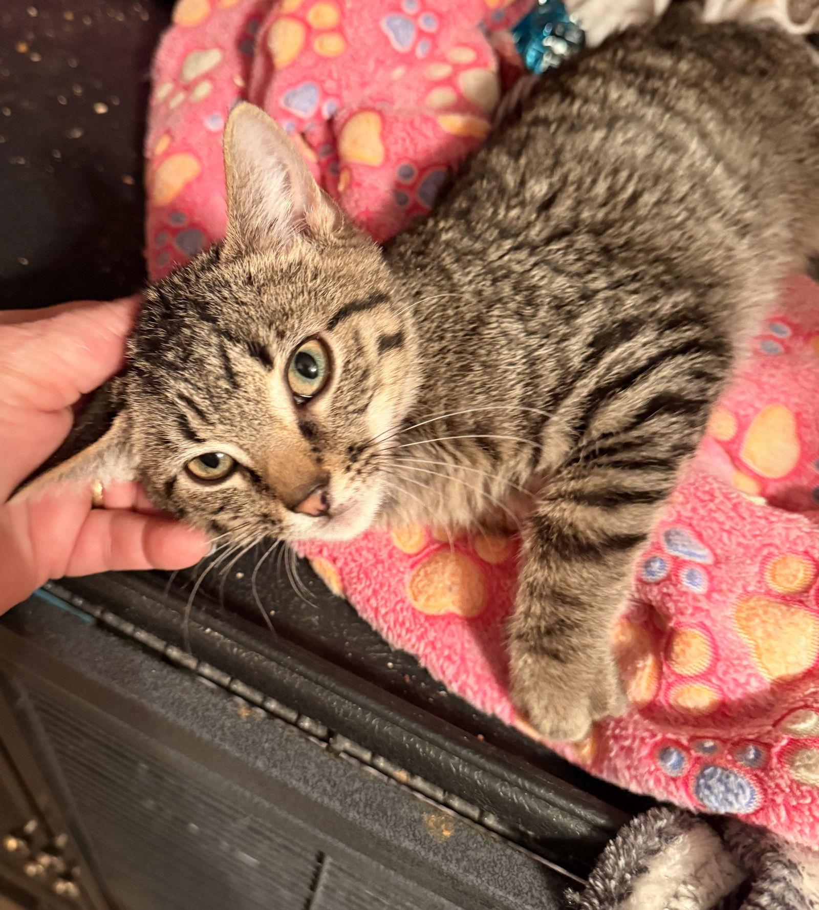 Grill, Adopted, Kitten Male Domestic Short Hair.