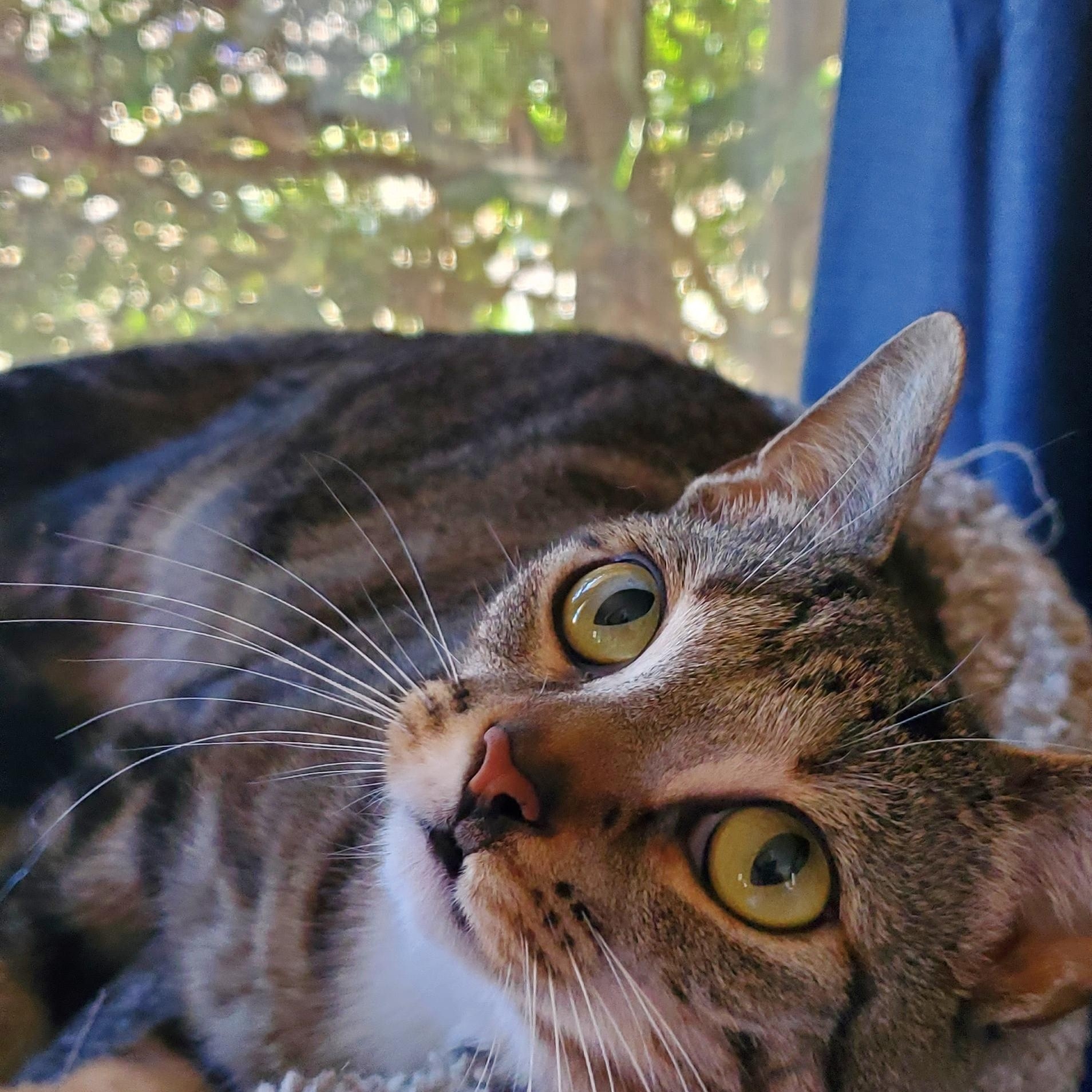 Enlarge Zuri, an adoptable Domestic Short Hair in Camden, TN image 2/2