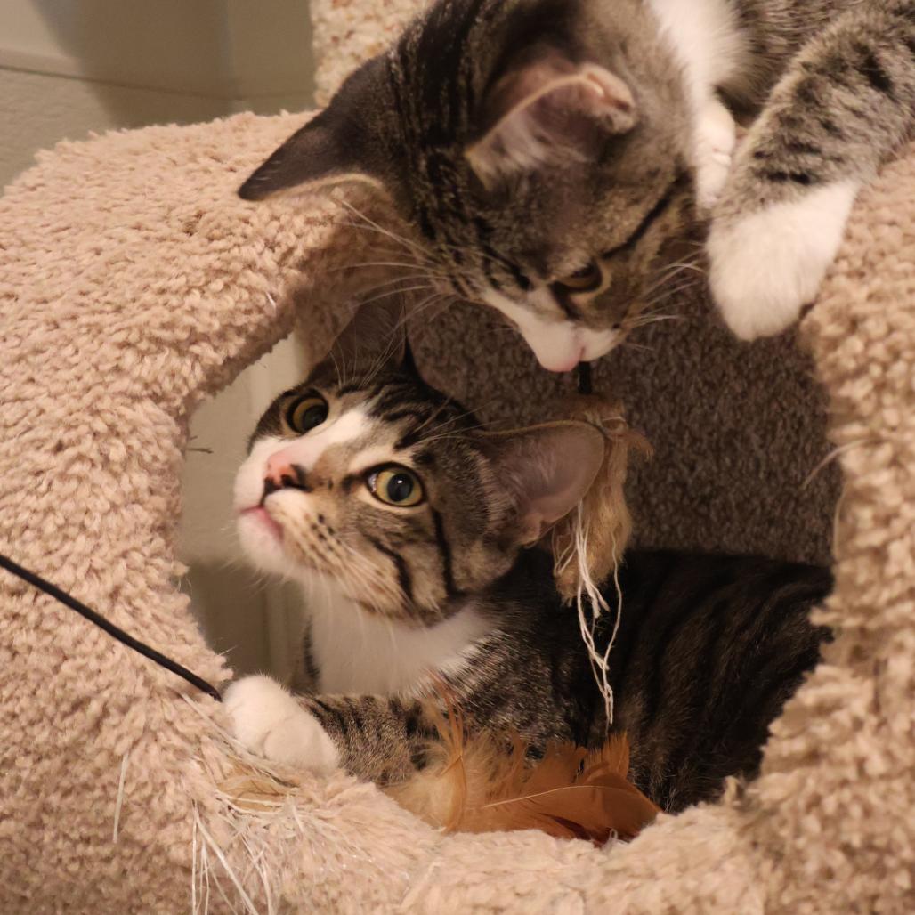 Enlarge William, a Adoptable Domestic Short Hair in Saint Charles, MO image 1/5