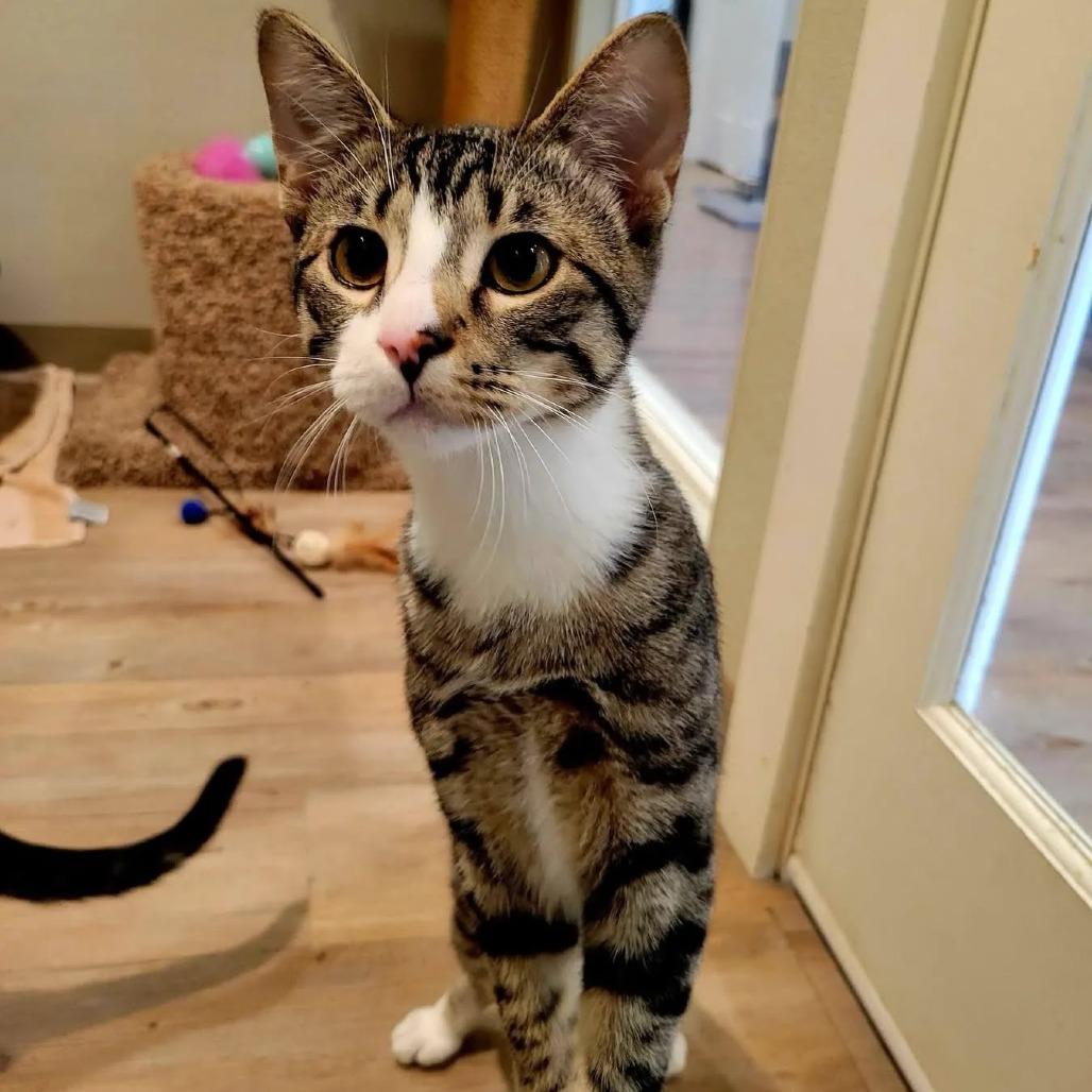 Enlarge William, a Adoptable Domestic Short Hair in Saint Charles, MO image 2/5