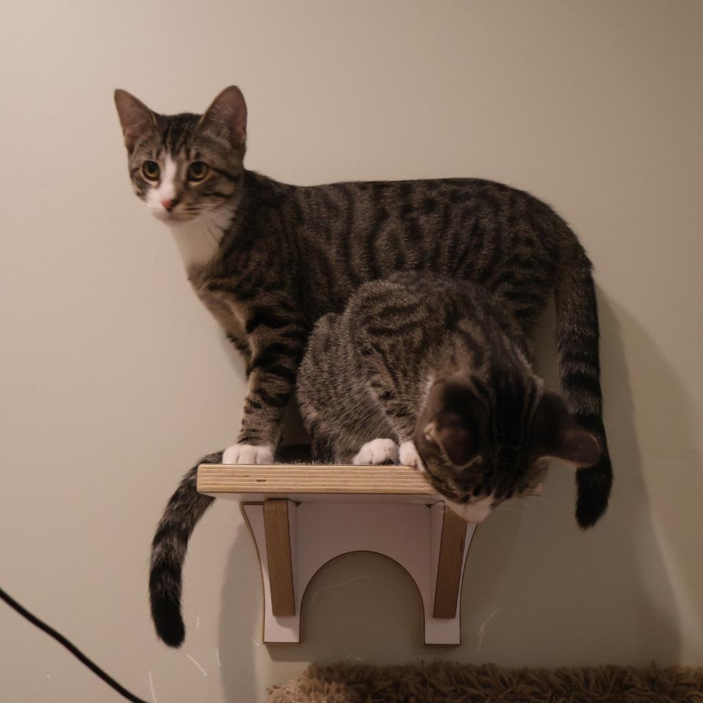 Enlarge William, a Adoptable Domestic Short Hair in Saint Charles, MO image 3/5