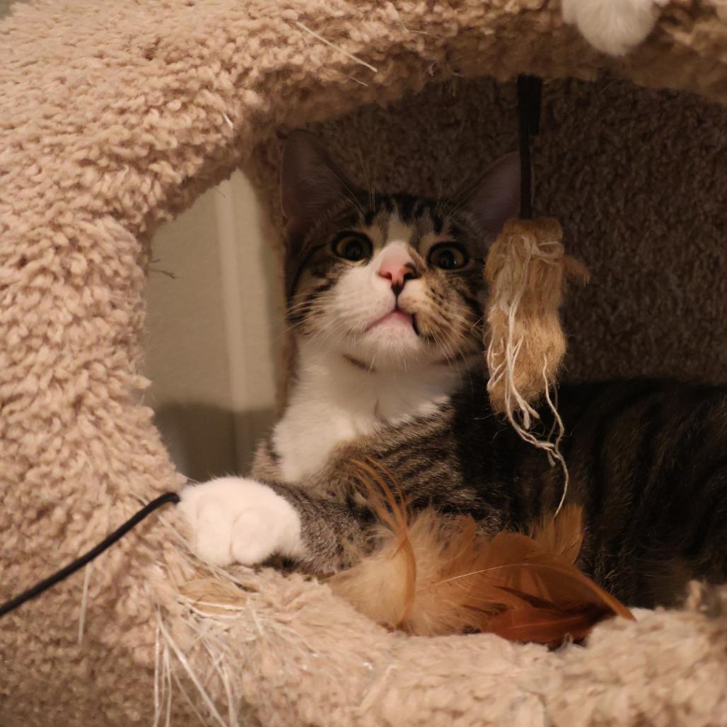Enlarge William, a Adoptable Domestic Short Hair in Saint Charles, MO image 4/5