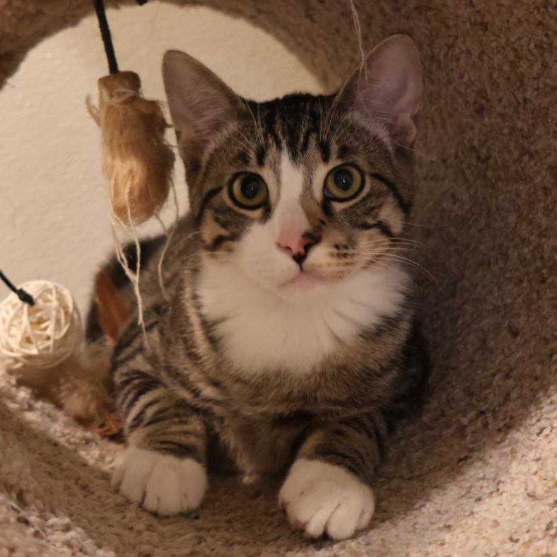 Enlarge William, a Adoptable Domestic Short Hair in Saint Charles, MO image 5/5