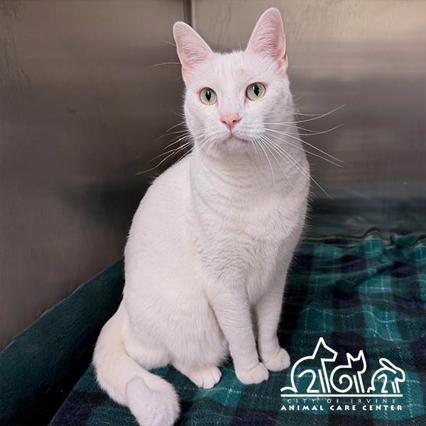 Enlarge GUNNER, a Adoptable Domestic Short Hair in Irvine, CA image 1/1
