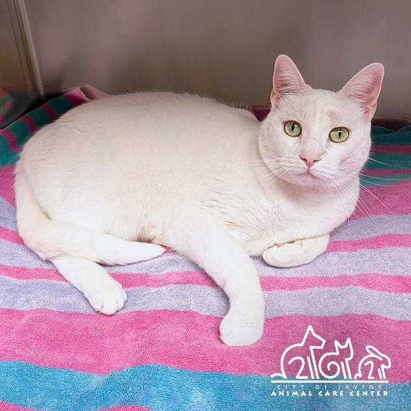GUNNER, Adoptable, Adult Male Domestic Short Hair.