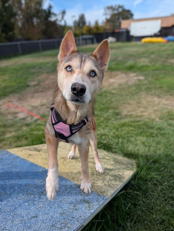 Sheeba, Adoptable, Senior Female Siberian Husky.
