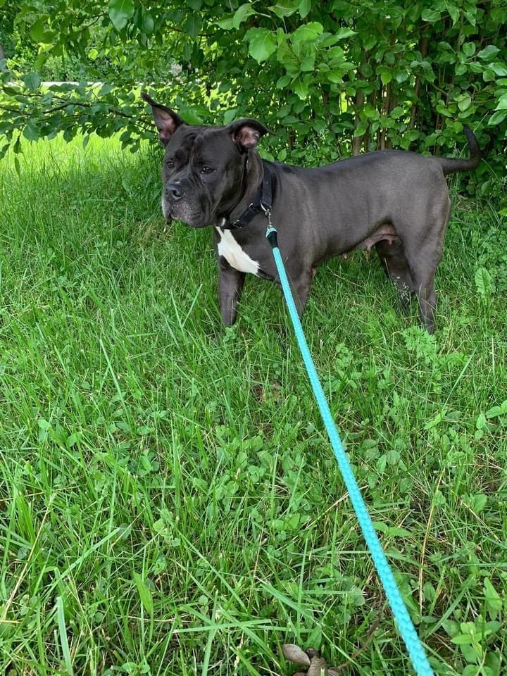 Ellie, Adult Female American Staffordshire Terrier
