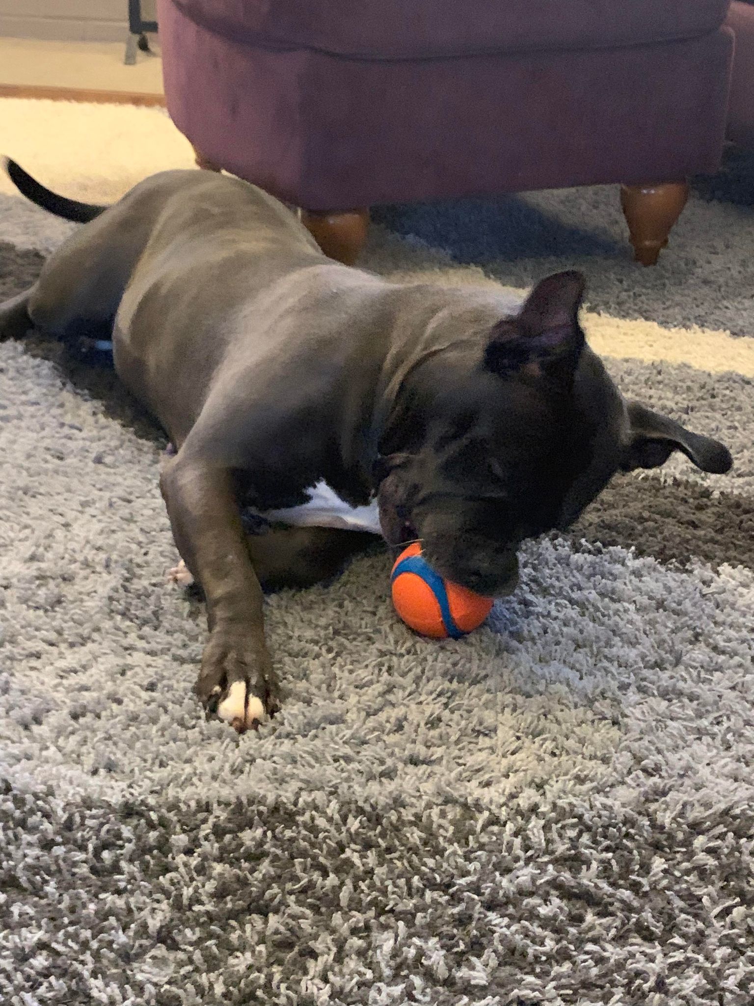 Enlarge Ellie, a Adoptable mixed breed in Indianapolis, IN image 2/6