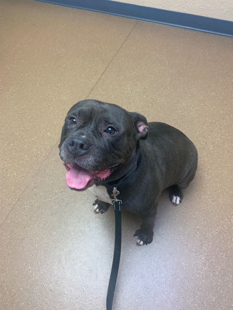 Enlarge Ellie, a Adoptable mixed breed in Indianapolis, IN image 3/6