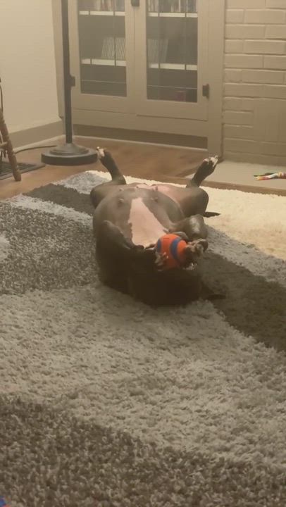 Enlarge Ellie, a Adoptable mixed breed in Indianapolis, IN video 6/6