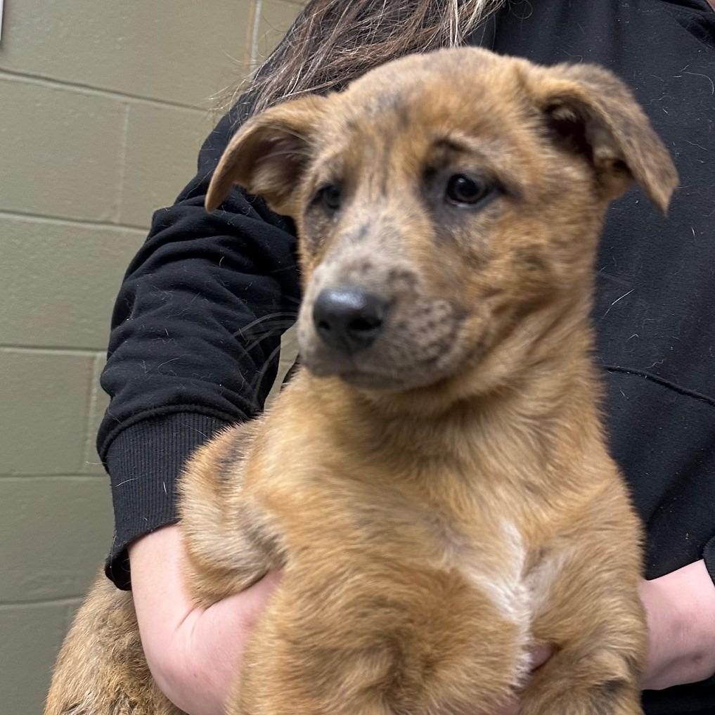 Bonnie Jo, Adoptable, Puppy Female Australian Cattle Dog / Blue Heeler.