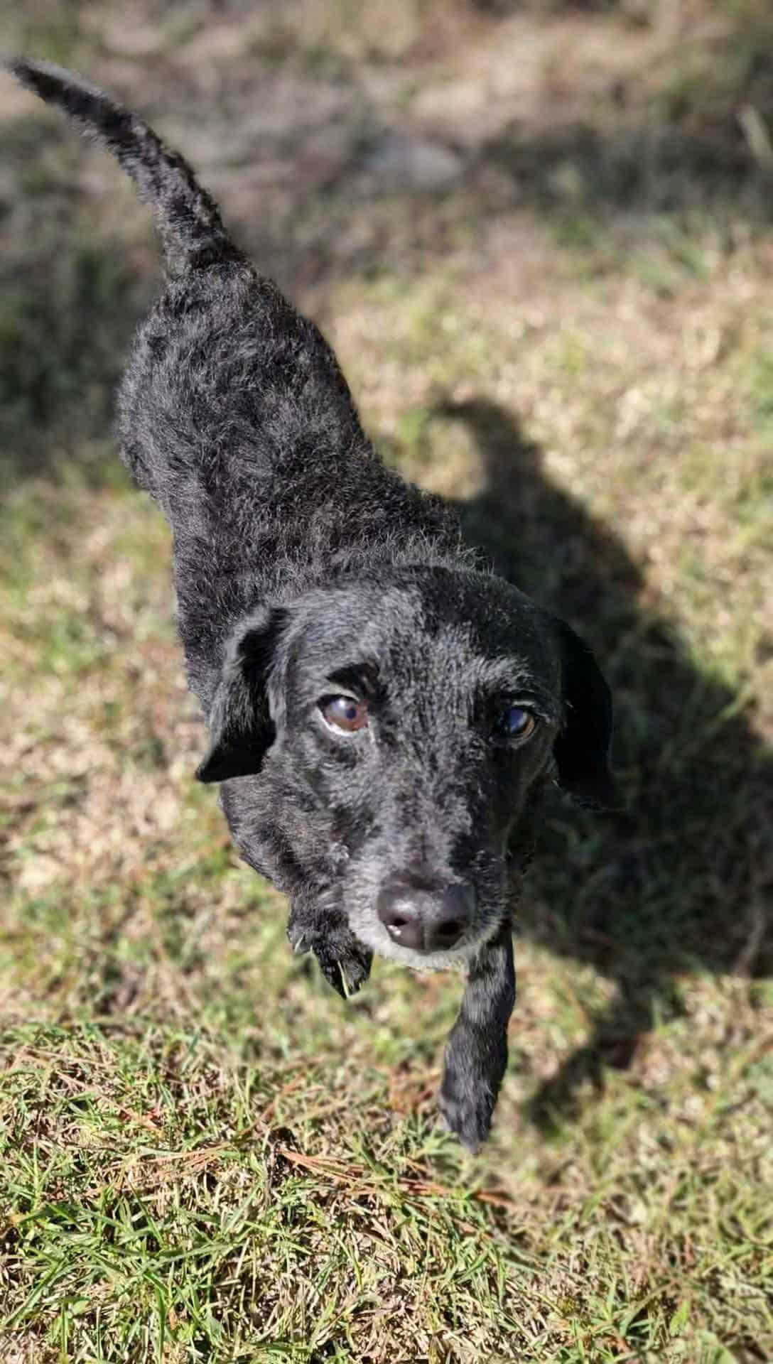 Enlarge Mickey, a Adopted mixed breed in Leesburg, GA image 1/2