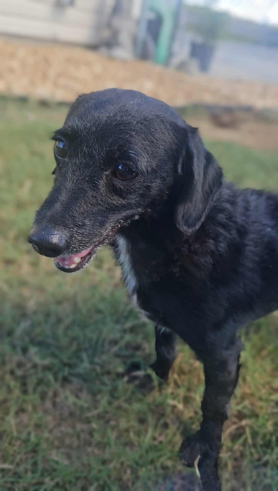 Enlarge Mickey, a Adopted mixed breed in Leesburg, GA image 2/2