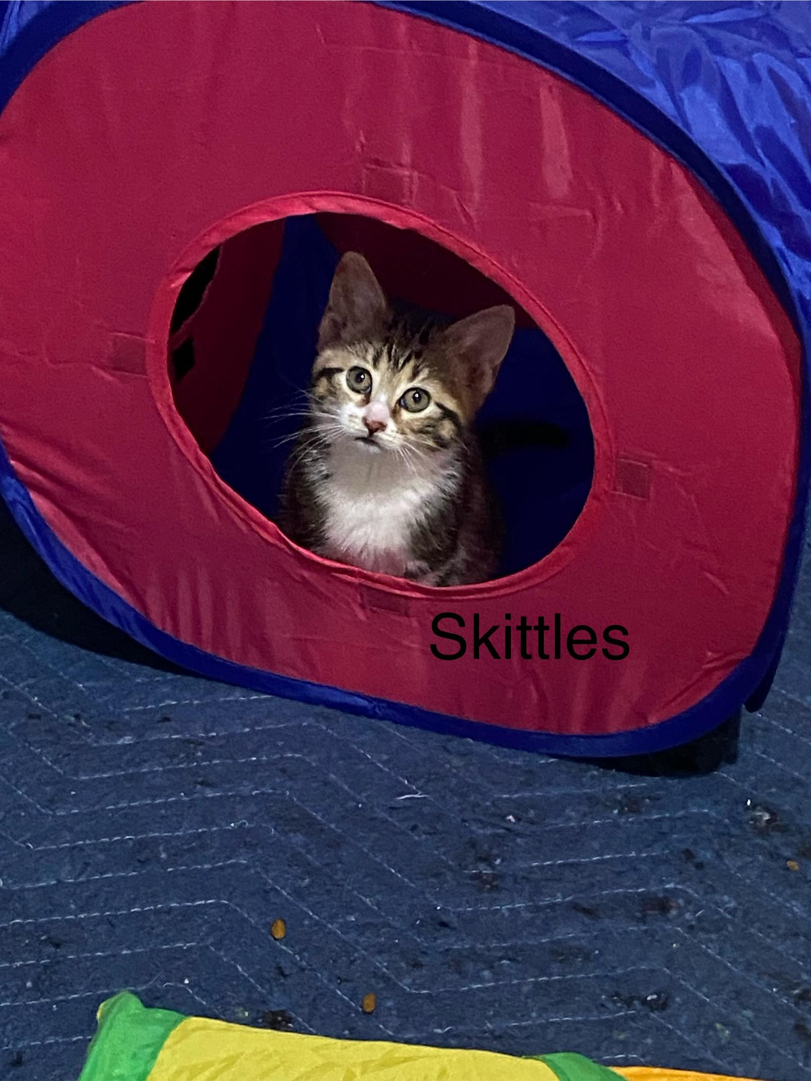 Enlarge Starburst and Skittles. (Loving affectionate  Bonded pair), a ADOPTABLE mixed breed in Macomb, MI image 5/6