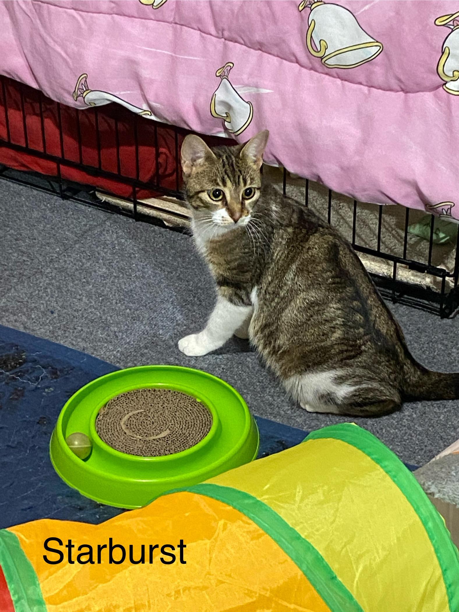 Enlarge Starburst and Skittles. (Loving affectionate  Bonded pair), a ADOPTABLE mixed breed in Macomb, MI image 3/6