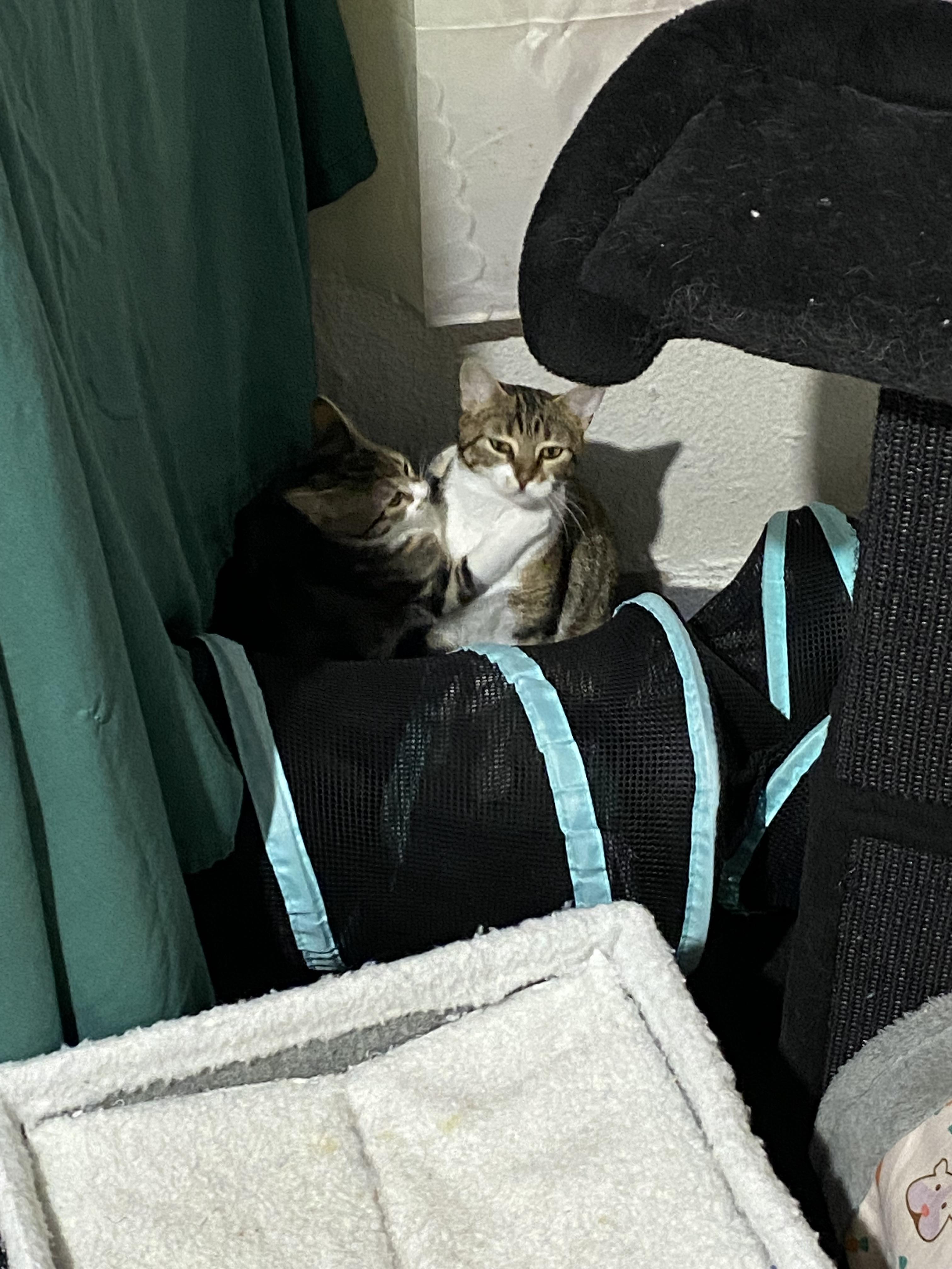 Enlarge Starburst and Skittles. (Loving affectionate  Bonded pair), a ADOPTABLE mixed breed in Macomb, MI image 6/6