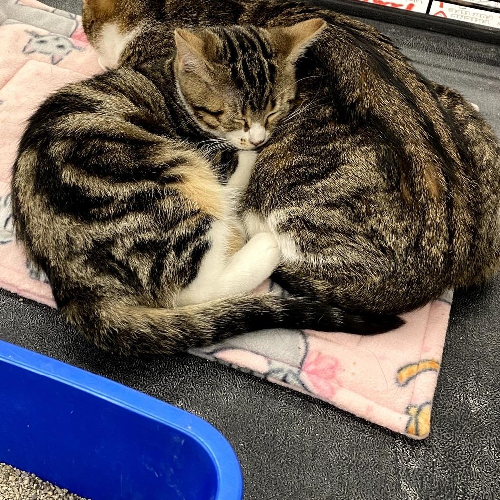 Enlarge Starburst and Skittles. (Inseparable Mom and Daughter- Loving affectionate}  , a ADOPTABLE mixed breed in Macomb, MI image 2/6