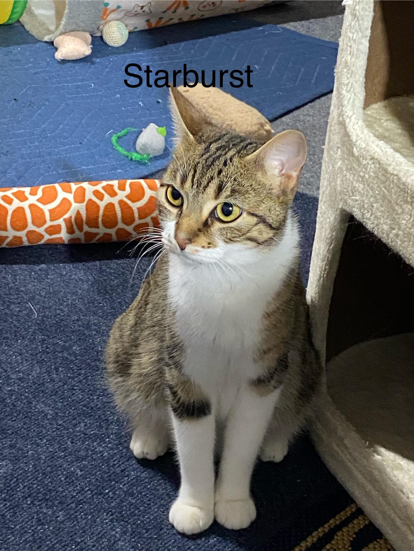 The Candy Crew, ADOPTABLE, Young Female Domestic Short Hair.