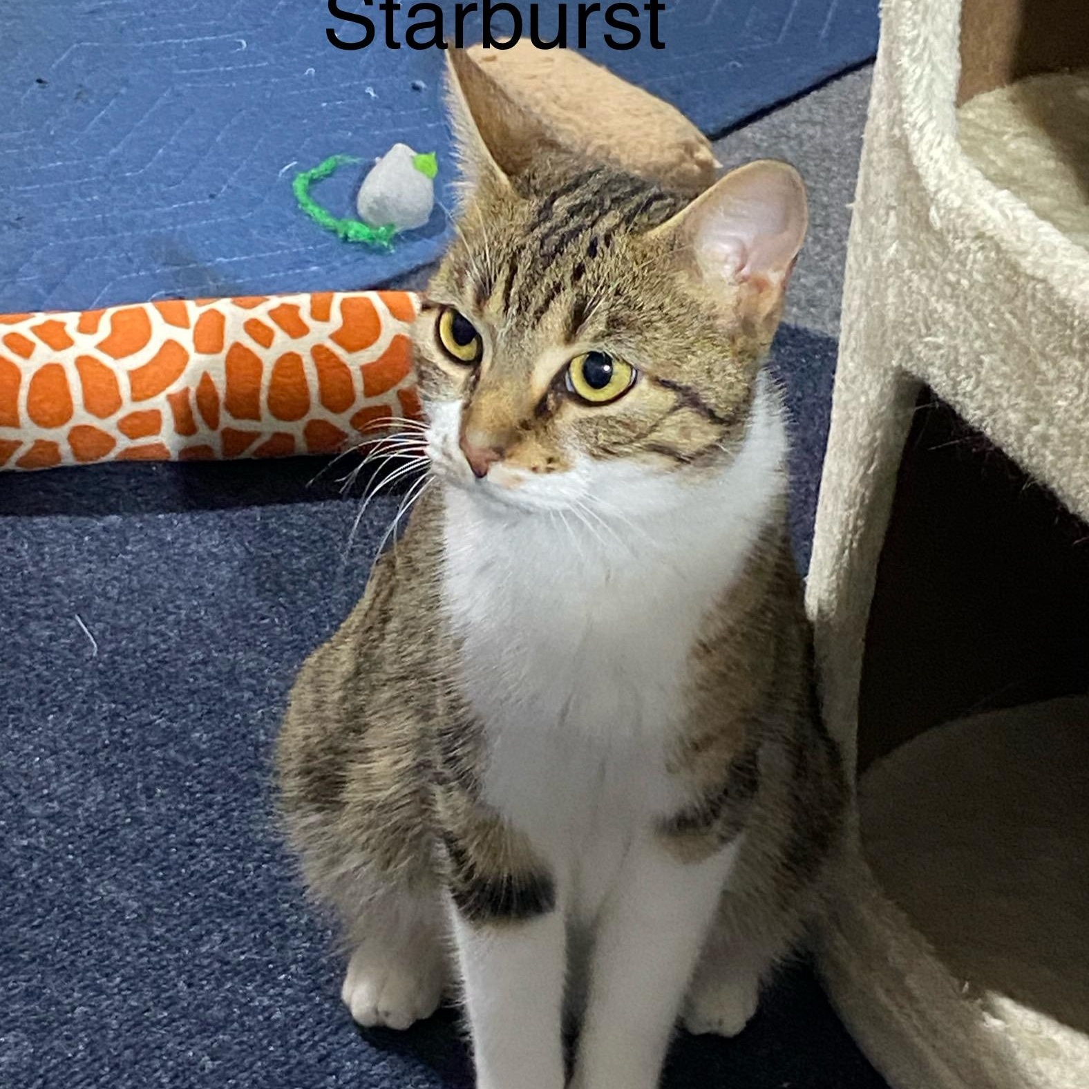 Enlarge Starburst and Skittles. (Loving affectionate  Bonded pair), a ADOPTABLE mixed breed in Macomb, MI image 2/6