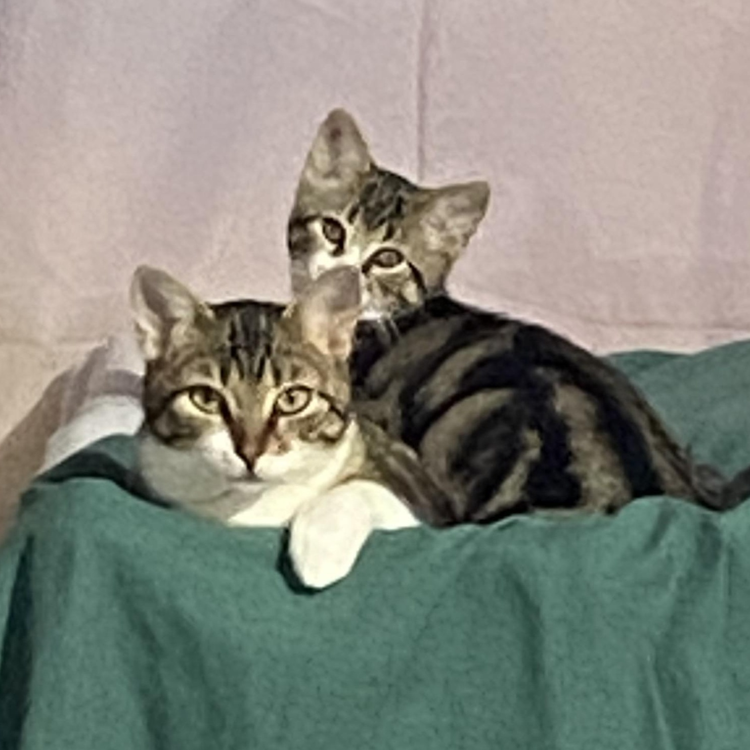 Enlarge Starburst and Skittles. (Loving affectionate  Bonded pair), a ADOPTABLE mixed breed in Macomb, MI image 1/6