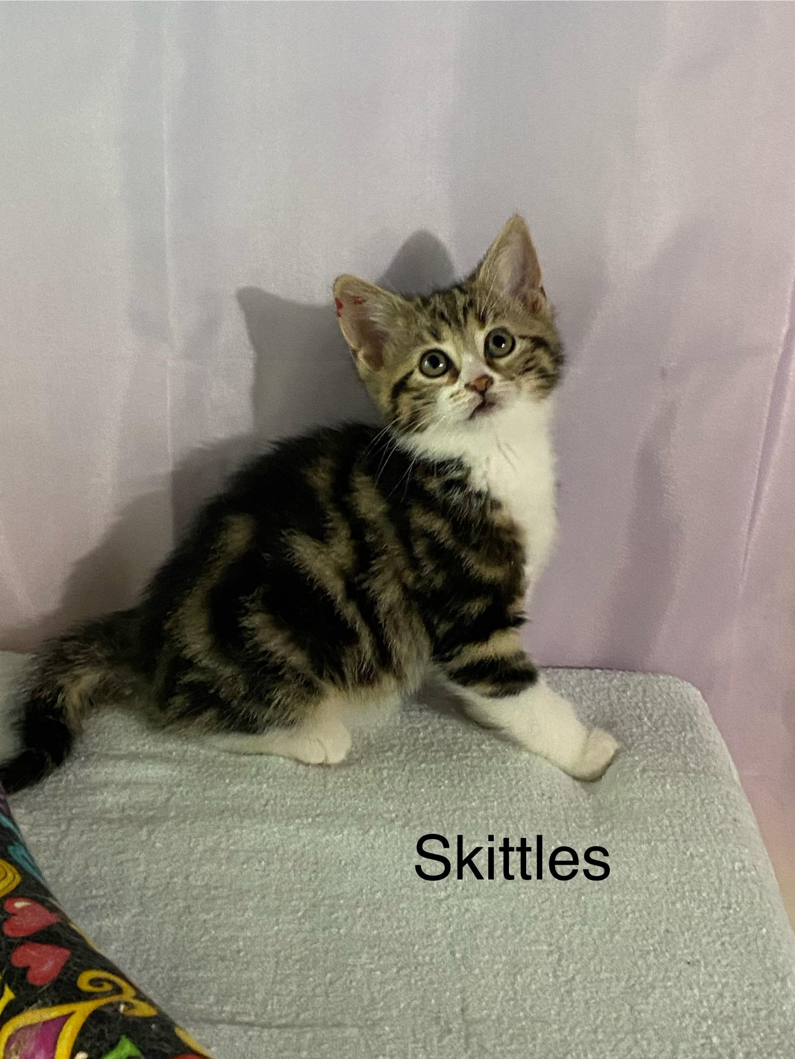 Enlarge Starburst and Skittles. (Loving affectionate  Bonded pair), a ADOPTABLE mixed breed in Macomb, MI image 4/6