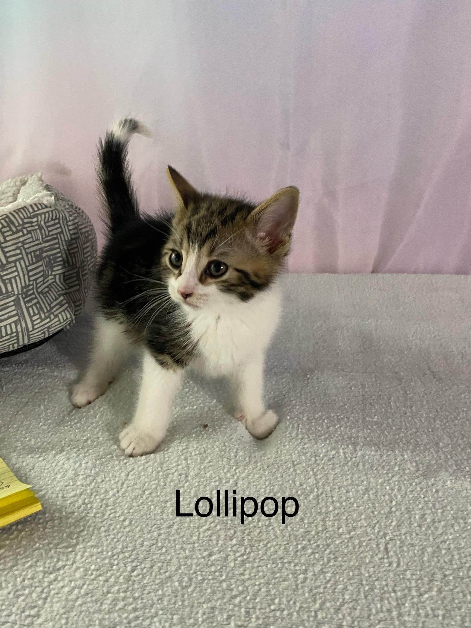 Enlarge The Candy Crew, a ADOPTABLE mixed breed in Macomb, MI image 5/5