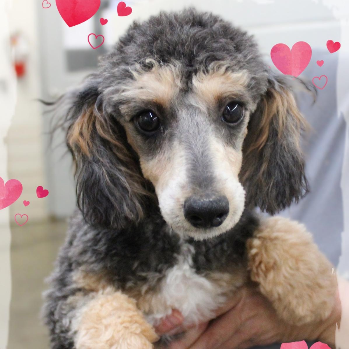 Nutmeg, adopted, Young Female Poodle.