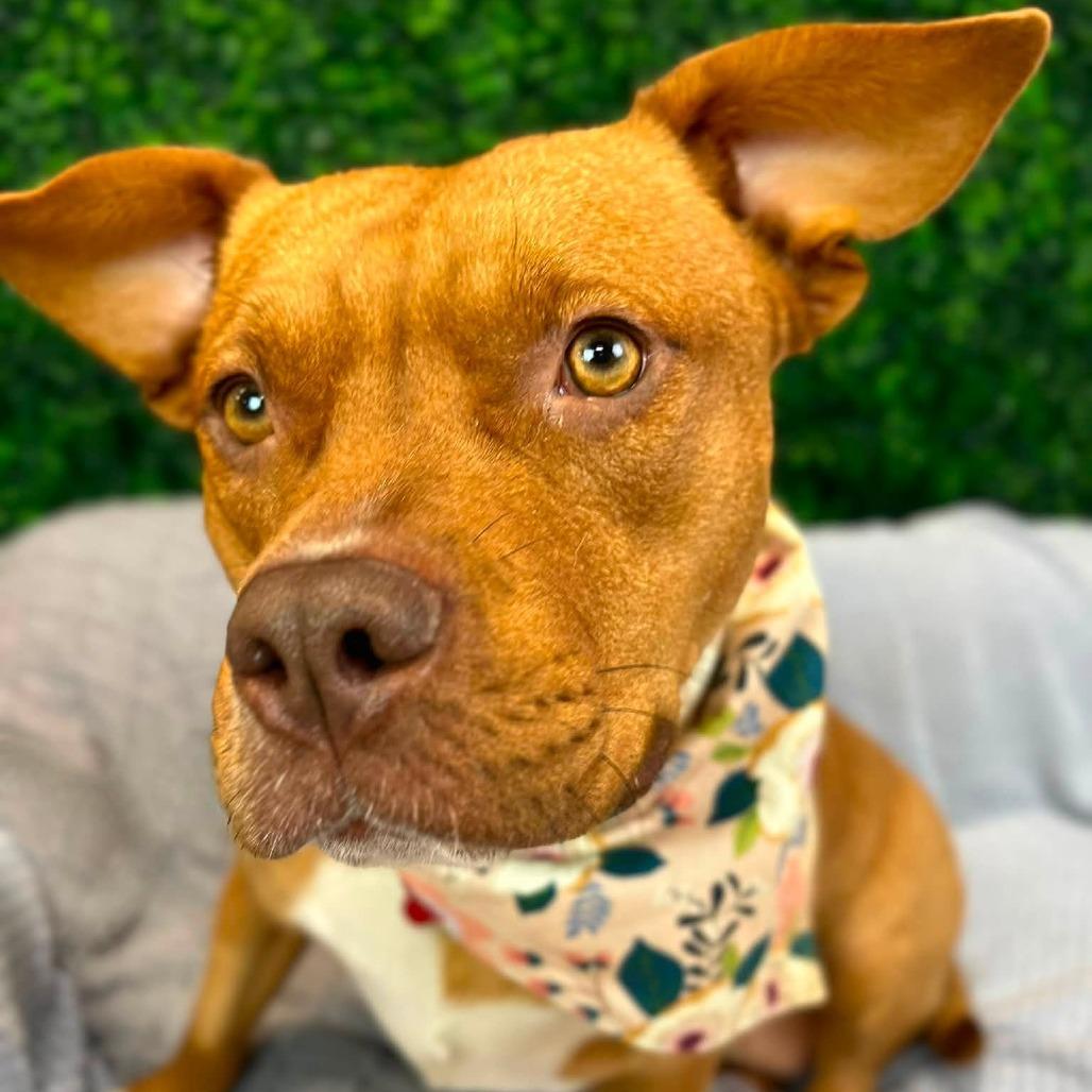Baby Love (Sponsored), a Adoptable mixed breed in East Saint Louis, IL image 1/6