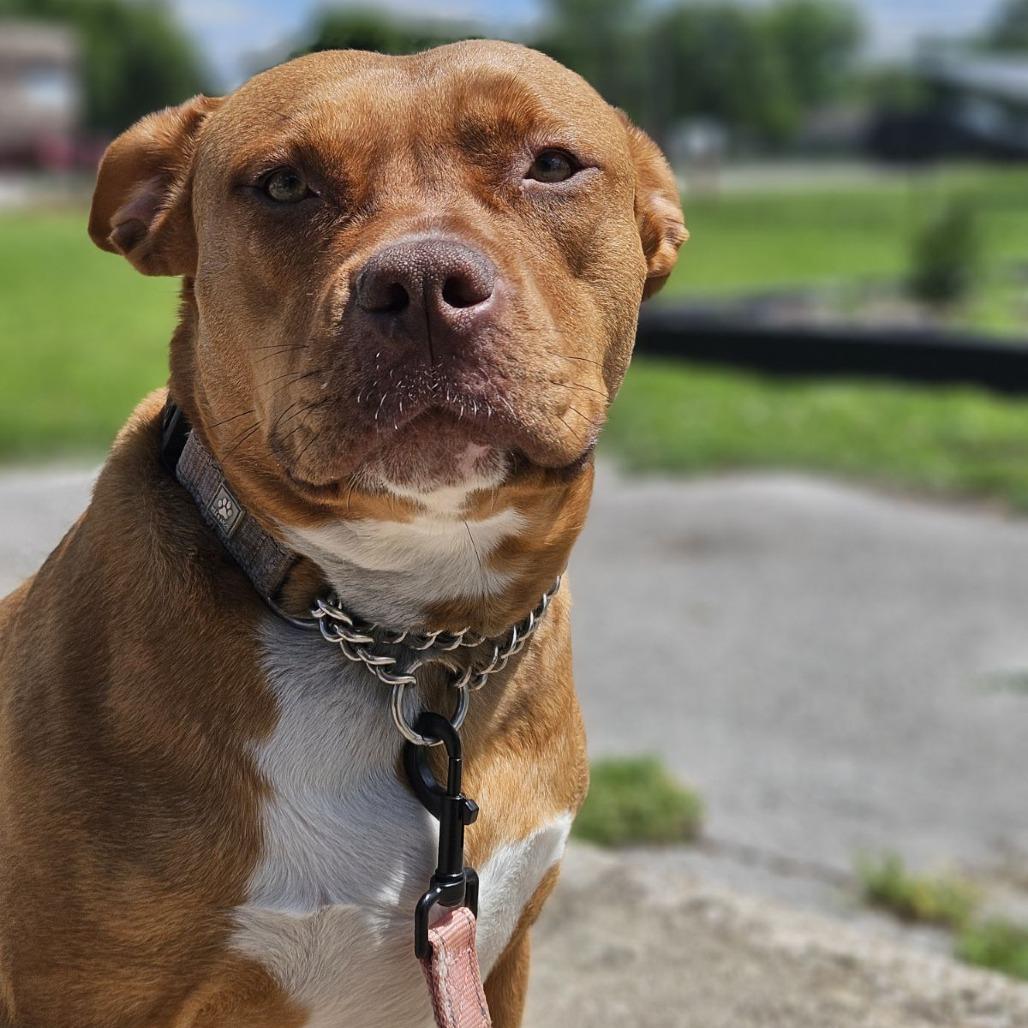 Baby Love (Sponsored), a Adoptable mixed breed in East Saint Louis, IL image 1/6