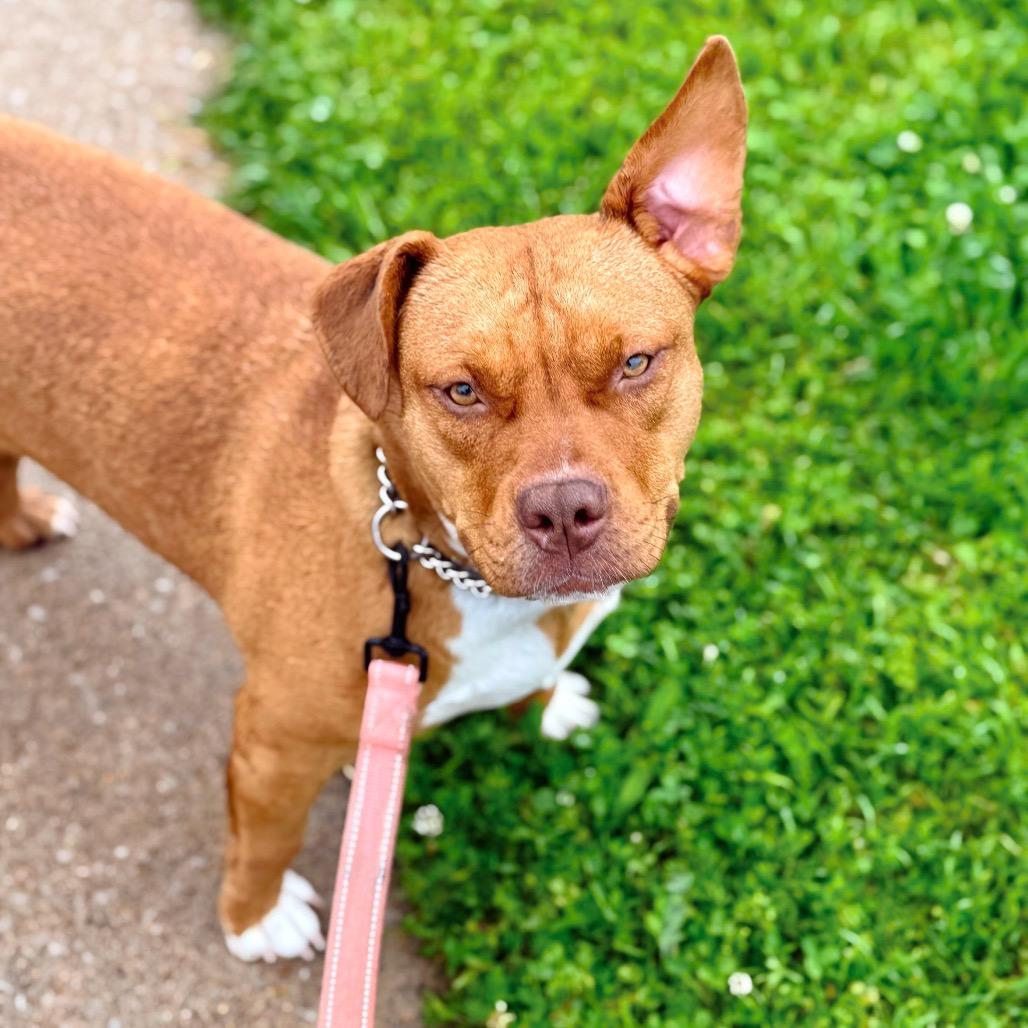 Enlarge Baby Love (Sponsored), a Adoptable mixed breed in East Saint Louis, IL image 2/6