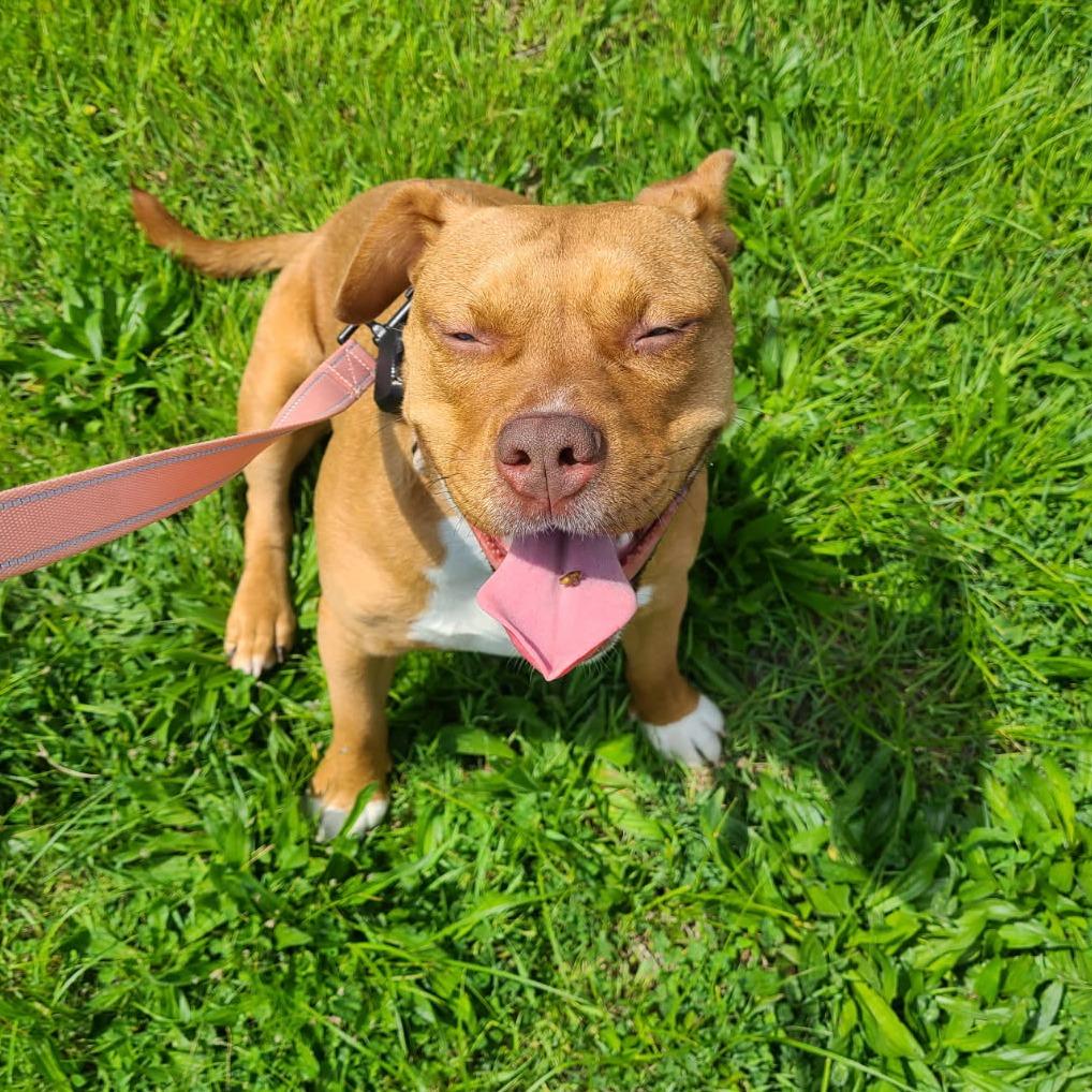 Baby Love (Sponsored), a Adoptable mixed breed in East Saint Louis, IL image 2/6