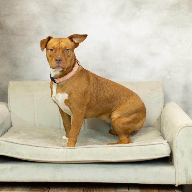 Baby Love (Sponsored), a Adoptable mixed breed in East Saint Louis, IL image 3/6