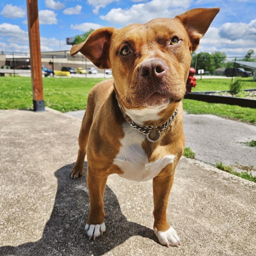 Baby Love (Sponsored), a Adoptable mixed breed in East Saint Louis, IL image 4/6